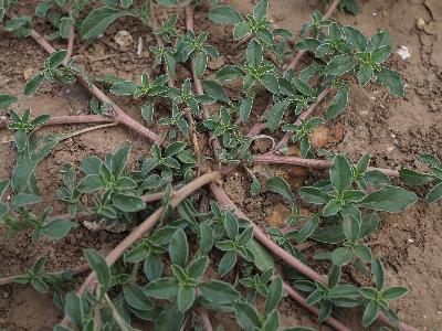 Amaranthus blitoides