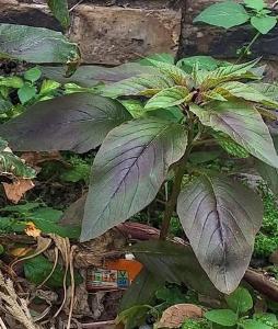 Amaranthus hypochondriacus