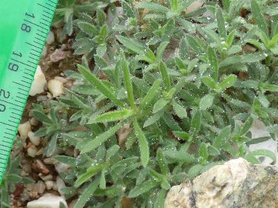 Bassia scoparia (1)