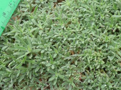 Bassia scoparia (2)