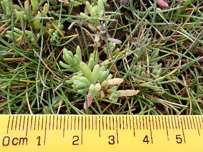 Suaeda maritima (1)