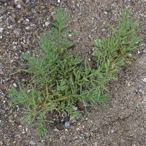 Suaeda maritima (2)