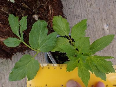 Angelica archangelica (1)