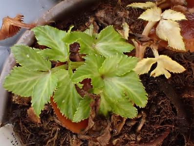 Angelica archangelica (2)