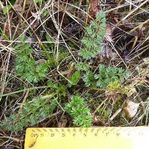 Daucus carota (1)