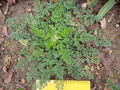 Daucus carota (2)
