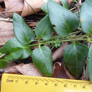 Vinca major (1)