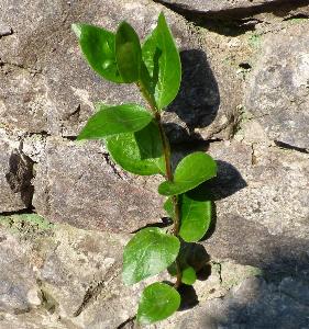 Vinca major (2)