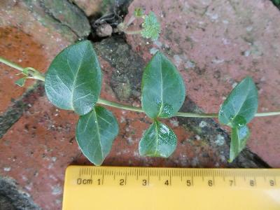 Vinca minor (1)