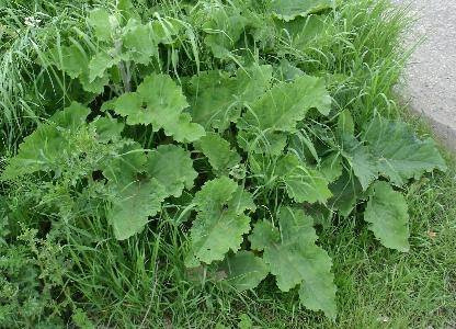 Arctium nemorosum