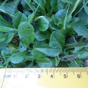 Bellis perennis (1)