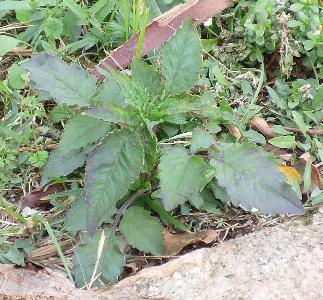 Bidens pilosa (1)