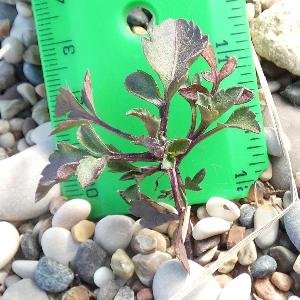 Bidens pilosa (3)