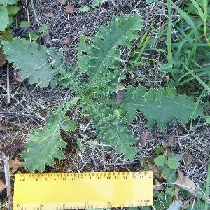 Carduus crispus (1)