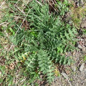 Carduus crispus (2)