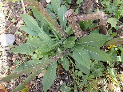 Centaurea macrocephala