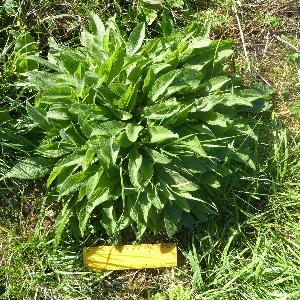 Centaurea nigra (1)