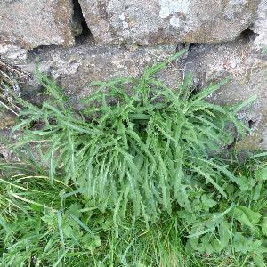 Centaurea nigra (2)