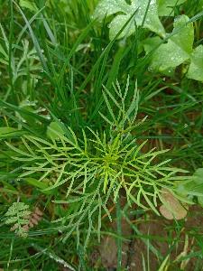 Cosmos bipinnatus (1)
