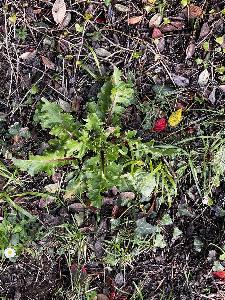 Crepis vesicaria (2)