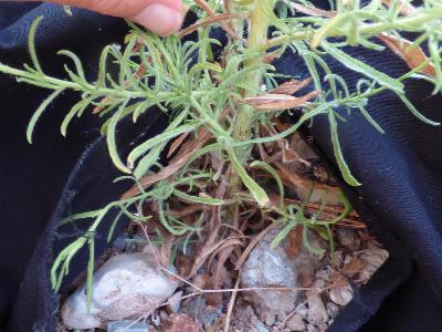 Dittrichia graveolens (1) dry leaves