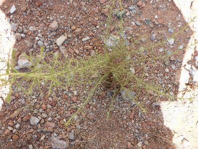Dittrichia graveolens (2) dry leaves