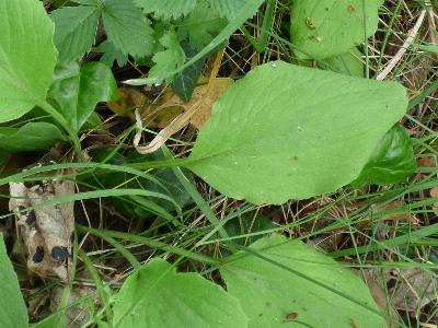 Doronicum plantagineum (2)