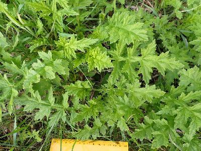 Echinops exaltatus