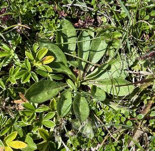 Erigeron borealis