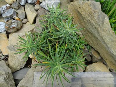 Galatella linosyris