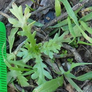 Glebionis coronaria