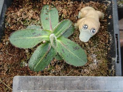 Hypochaeris maculata (1)