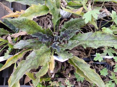 Hypochaeris maculata (2)