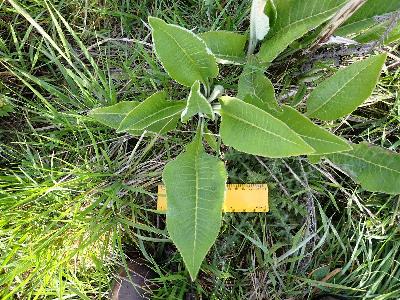 Inula helenium (1)