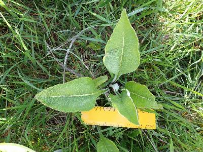 Inula helenium (2)
