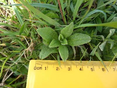 Pulicaria dysenterica (1)