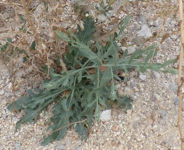 Rhaponticum repens