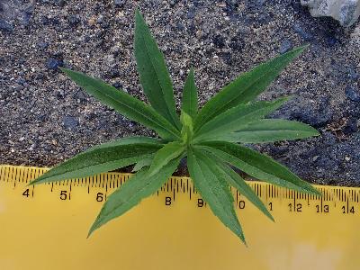 Solidago canadensis