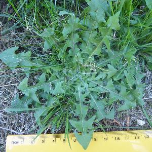 Taraxacum agg (1)