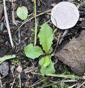 Taraxacum agg (2)