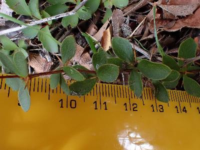 Berberis aggregata (2)