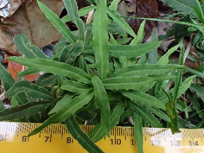 Berberis gagnepainii (1)