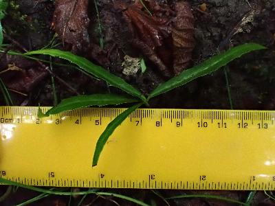 Berberis gagnepainii (2)