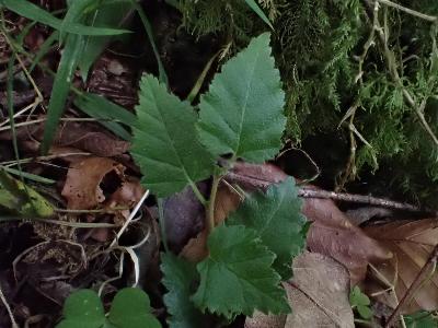 Betula pubescens