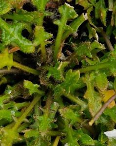 Arabidopsis petraea (1)