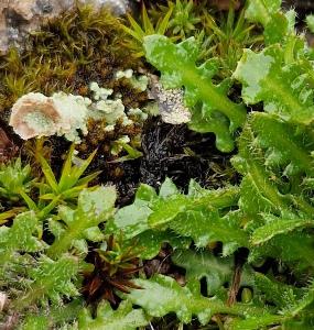 Arabidopsis petraea (2)