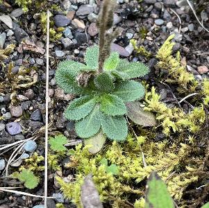 Arabis hirsuta (1)