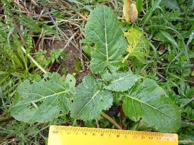Brassica napus (1)
