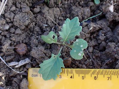 Brassica napus (2)