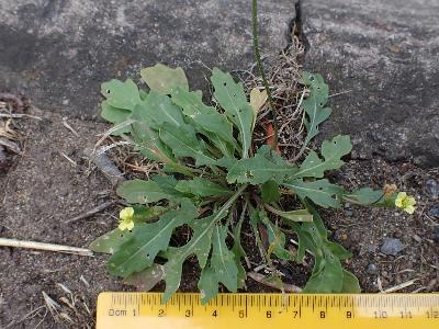 Diplotaxis muralis